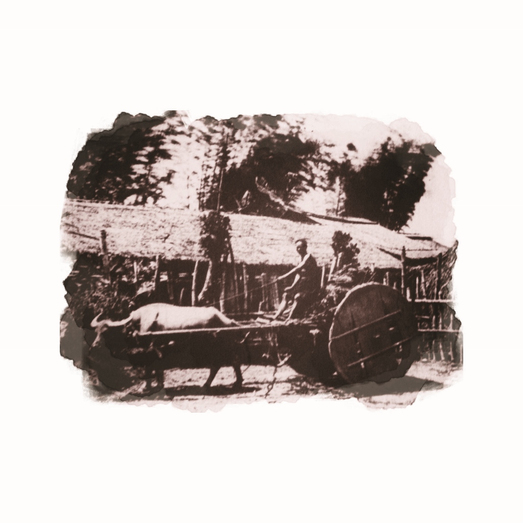 當年用板輪牛車行走恆春卑南道徐如林提供