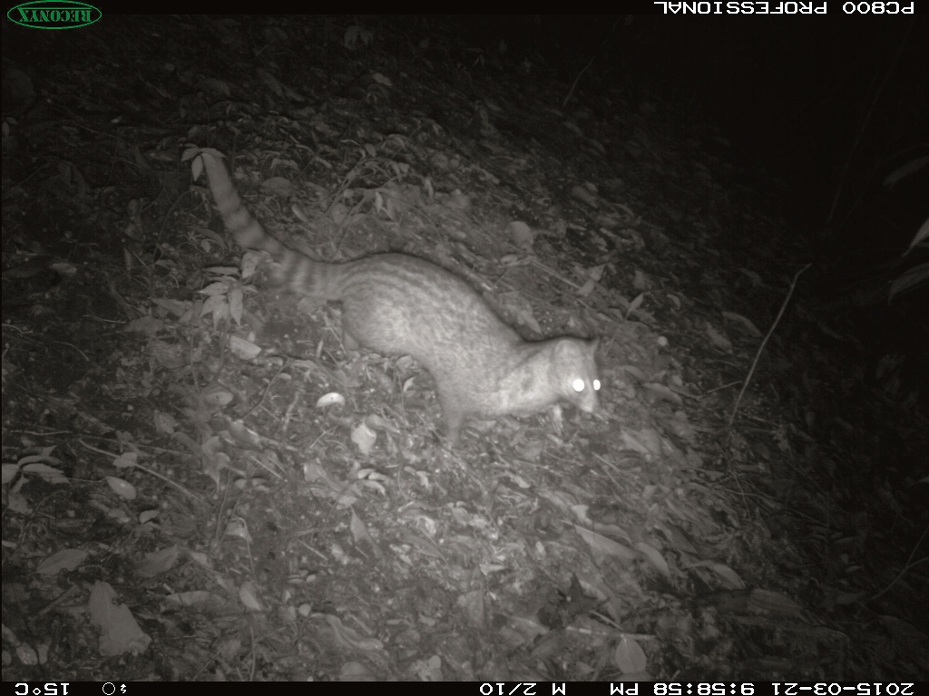 紅外線攝影機捕捉到神出鬼沒的麝香貓身影朱有田提供