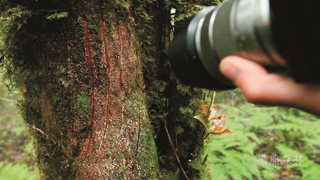 臺灣黑熊留下的爪痕