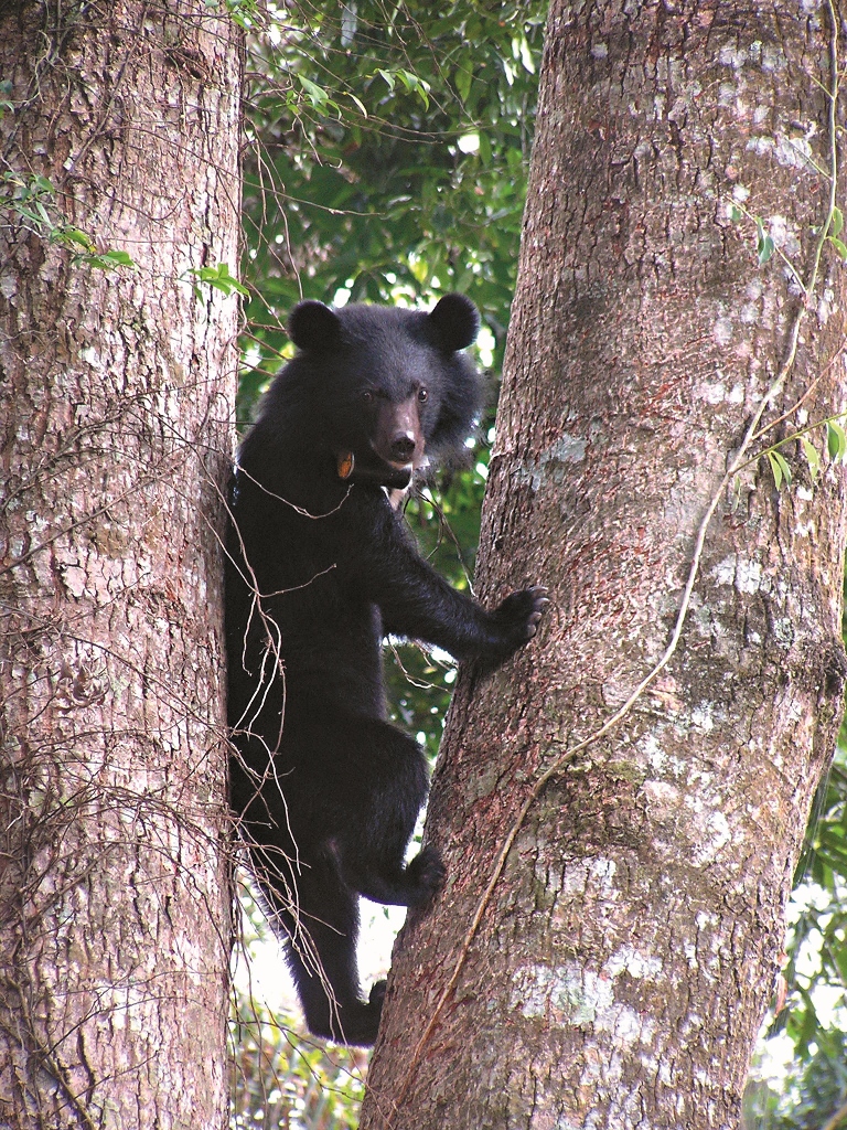 臺灣黑熊黃美秀攝玉管處提供