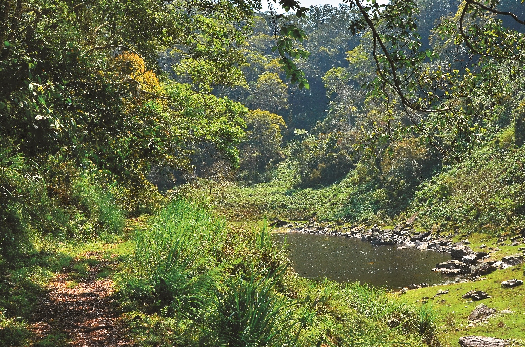 蓮花池植相完整是太魯閣國家公園進行長期鳥類繫放監測的重要點位李林攝