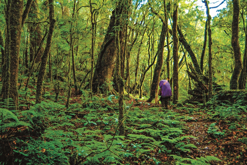 行走再大分的茂密森林中何小綠攝