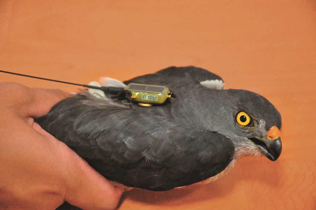 赤腹鷹墾丁1號-全球首例掛載衛星發報器研究