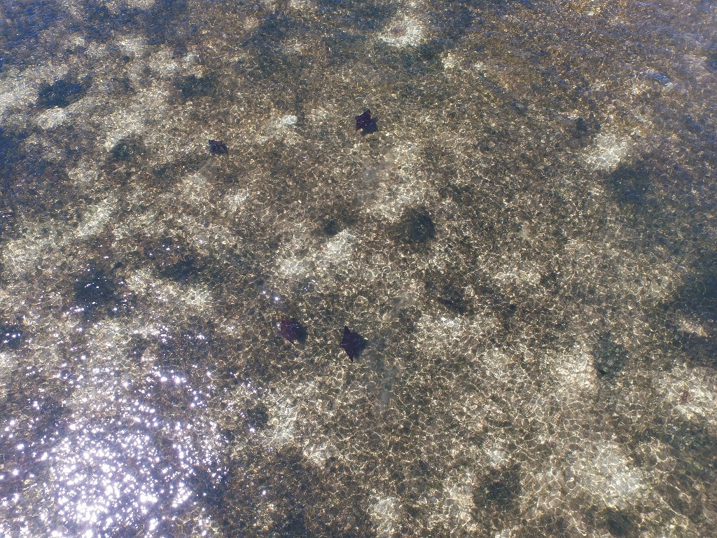 透過空拍可以發現魟魚聚集在海草床上陳餘鋆提供