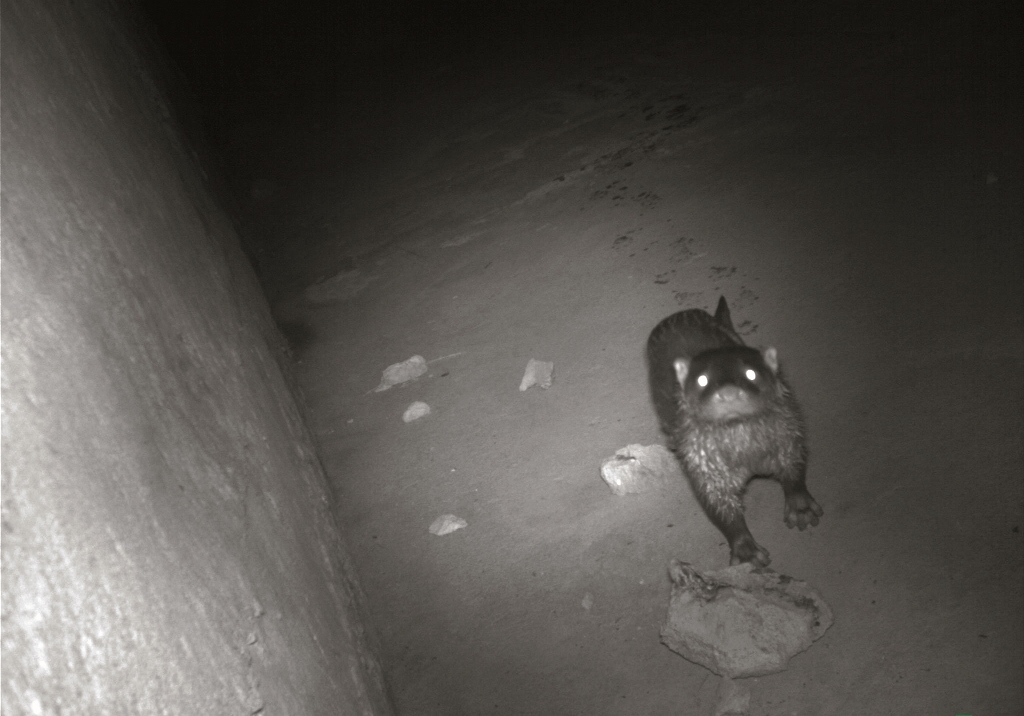 金門陽明湖架設的紅外線照相機捕捉到水獺身影金管處提供