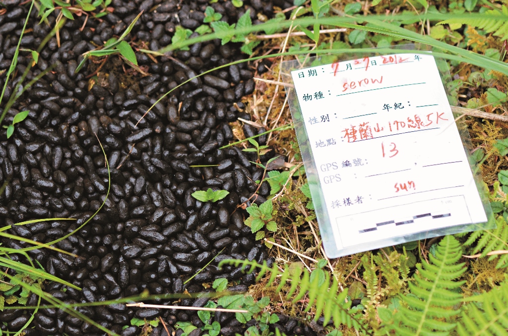 長鬃山羊排遺畫面中的記錄卡顯示日期物種地點發現者還有比例尺這些都是後續分析不可少的重要資訊朱有田提供