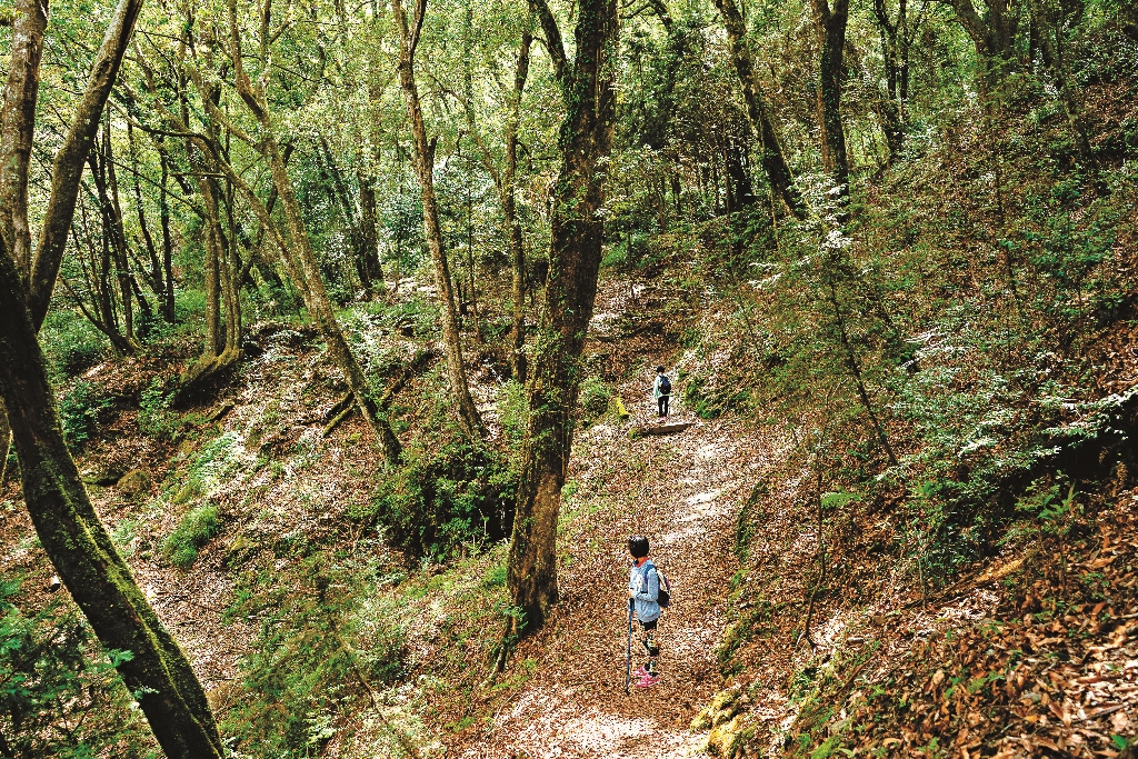 雪霸國家公園中的賞鳥小徑自然原始的步徑沿途可聆聽欣賞各種鳥鳴鳥姿楊懷智攝 1024x683