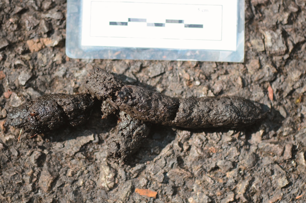 麝香貓排遺內有時可以直接看見清楚的甲蟲殘骸朱有田提供