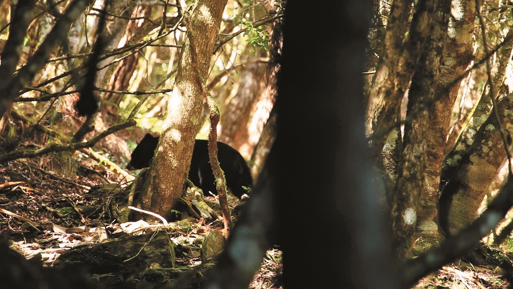 黑熊穿梭在林間