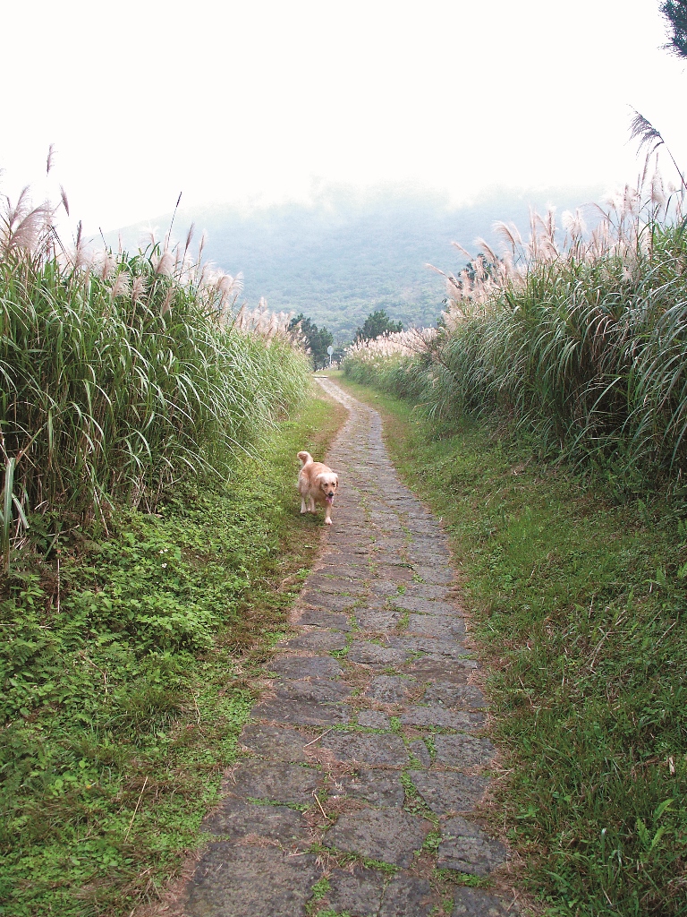 寵物長期適應人為環境,戶外活動建議應選擇寵物可入內的一般公園/呂慧穎攝