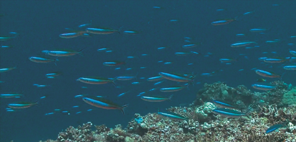 烏尾鮗是珊瑚礁崖簷上常見的食客