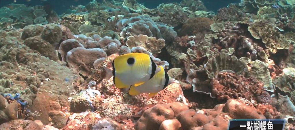 蝶魚是珊瑚礁健康的重要指標