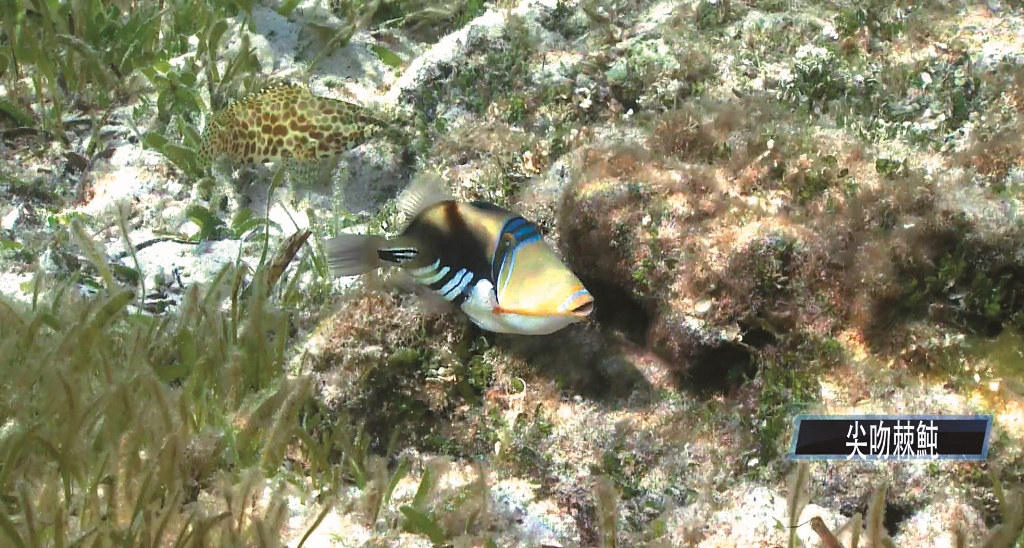 尖吻棘魨也是在太平島珊瑚礁的魚種