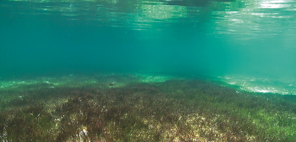 海草床有穩固沙床的功能