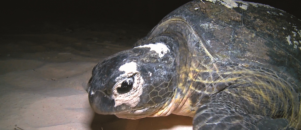 綠蠵龜回到代代相傳的沙灘上產卵