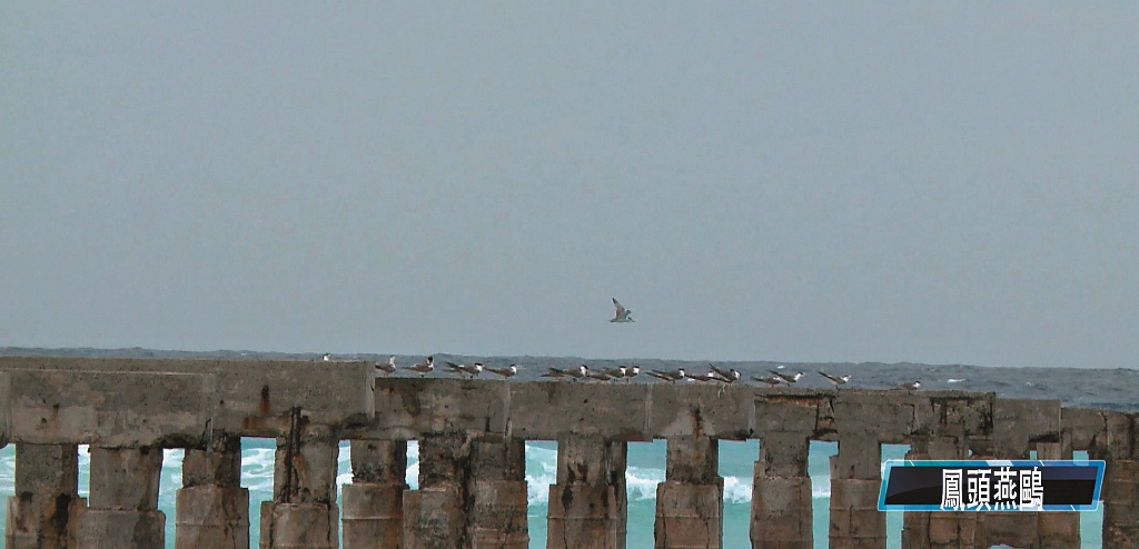 廢棄棧橋上的鳳頭燕鷗
