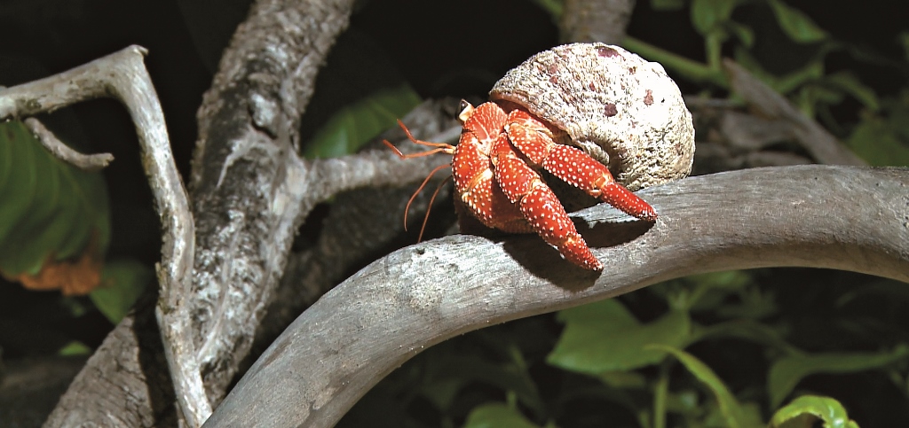橙紅陸寄居蟹是太平島上背殼的爬樹高手