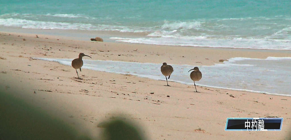 沙灘上的中杓鷸