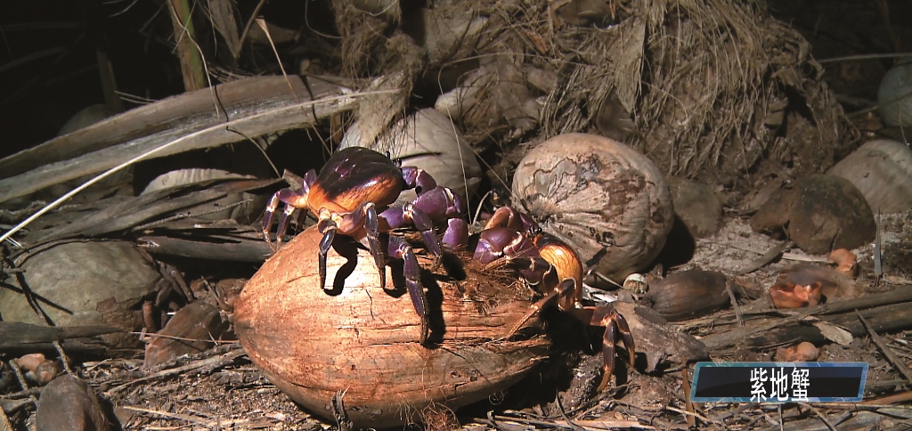 紫地蟹是太平島上甲殼類中的大塊頭
