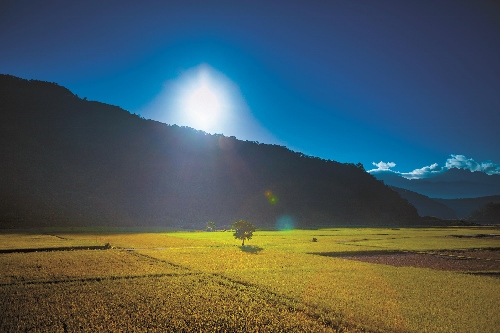 玉山腳下的第一畝田─南安水稻田／玉管處提供（楊湘文攝）