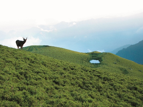 臺灣許多山域的動植物資源都與原住民文化有著密不可分的關係／太管處提供（張玉蓮攝）