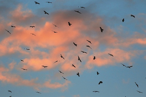 夕陽餘暉下的鷹群/吳志典攝
