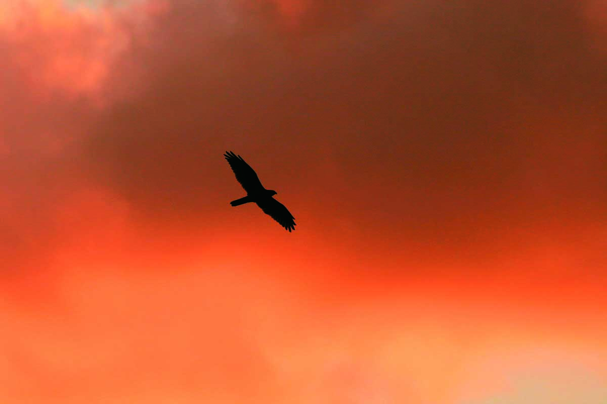 灰面鵟鷹準備飛往夜棲所