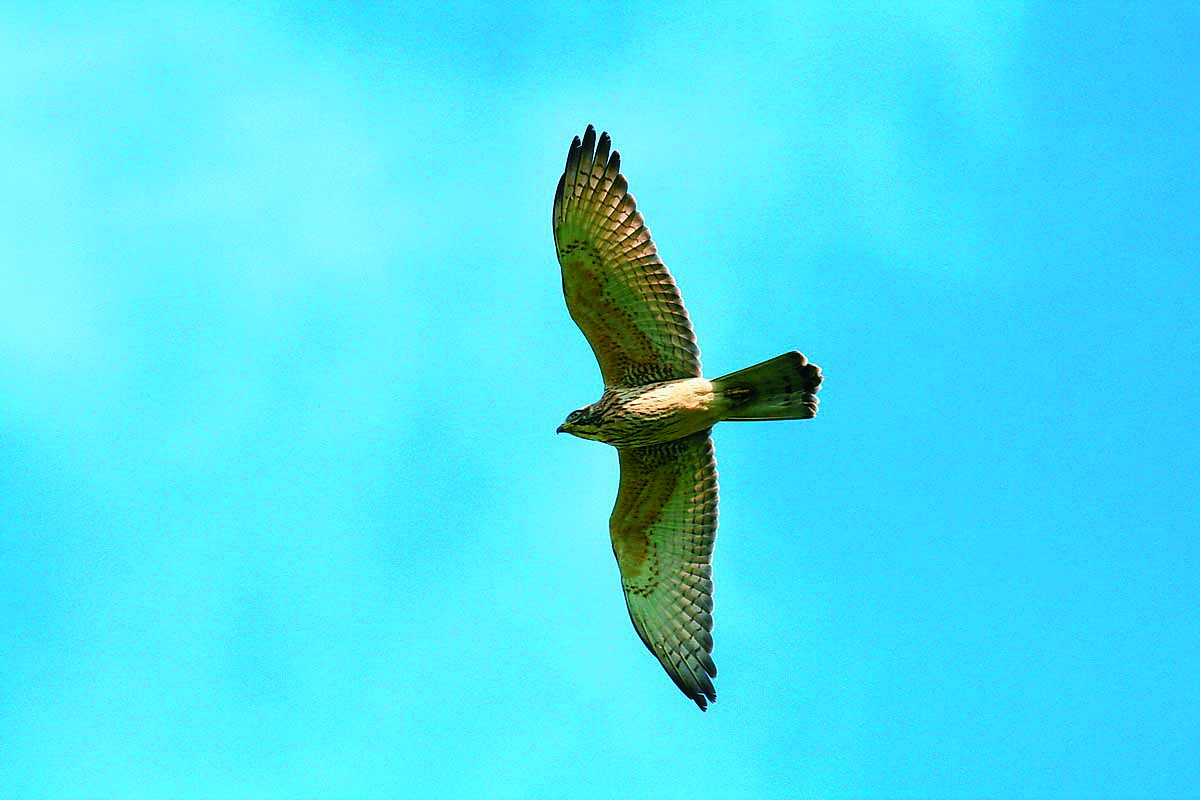 灰面鵟鷹亞成鳥