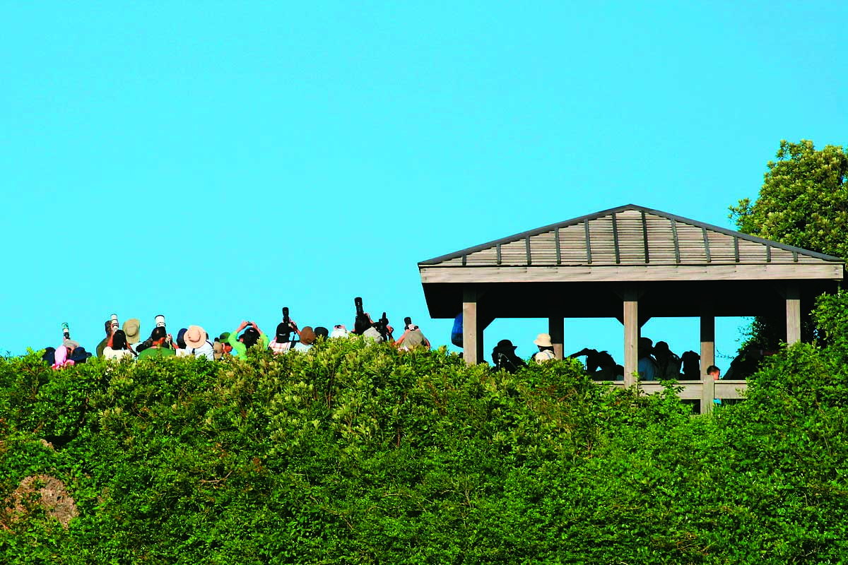 社頂賞鷹/墾管處提供