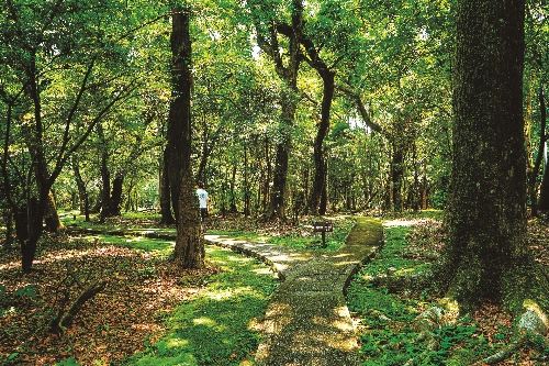 陽明書屋側面的森林公園，幽靜清爽為昔日蔣介石先生散步之所／楊懷智攝