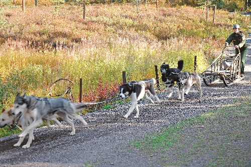 丹納利國家公園(Denali National Park)解說展示雪橇犬工作情形,雪橇在過去是阿拉斯加地區的重要交通工具