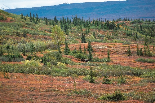 各種野生生物可以採捕的季節、數量、地點範圍,都須遵照聯邦政府生計型自然資源使用管理計畫相關規定