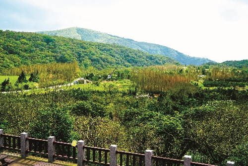 冷水坑遊客中心後方的菜園已變成冷杉苗圃/楊懷智攝