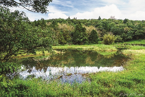 冷水坑生態池/楊懷智攝