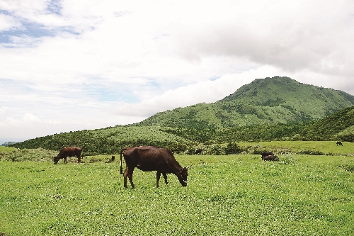 擎天崗草原上牛隻悠閒地漫步食草/ Nancy Lai 攝