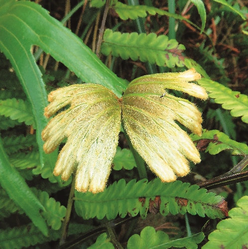雙扇蕨如天使翅膀般的可愛葉片/徐武雄攝