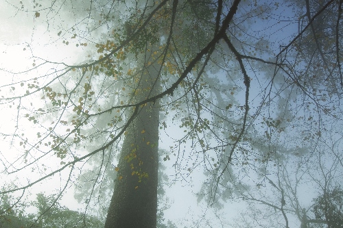 合歡越嶺影片深入淺出的從霧林帶往高山呈現