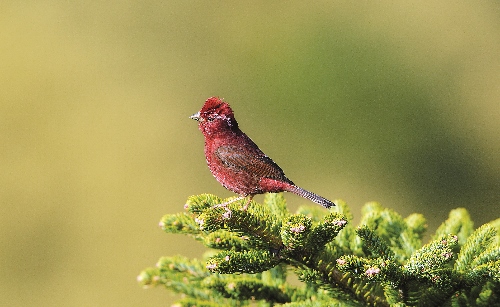 臺灣朱雀 （又名酒紅朱雀）