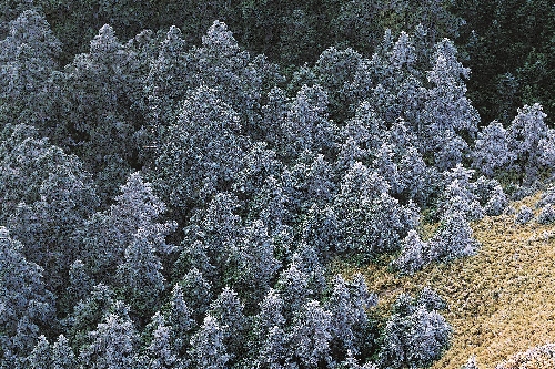 冷杉林是臺灣海拔分布最高的一種林相，在高山形成清晰的森林線。冷杉屬於寒帶針葉樹種，在冰河時期過後，侷限分布在臺灣高山地區， 稱之為孑遺植物，是具有重要生態意義的物種
