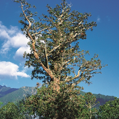 香杉又名巒大杉，為臺灣特有變種，是冰河時期孑遺植物，常與 雲杉、華山松、紅豆杉、鐵杉及臺灣黃杉等樹種混生，形成複雜 而美麗的林相