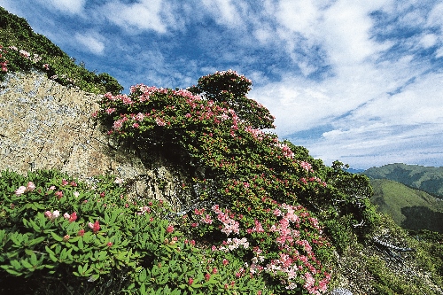  合歡山玉山杜鵑的花期約在每年的4 月下旬到5 月中旬