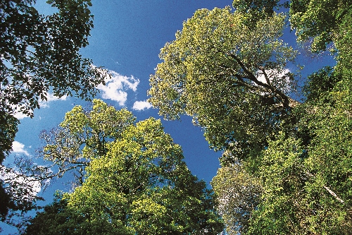 櫟林（主要由殼斗科植物所組成）是臺灣雲霧帶的特色植被之一