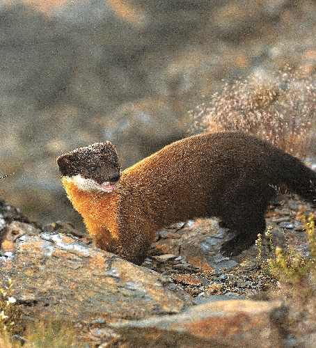 鎖定生態主題的時候，必須要深入非常多的細節，不只是單一物 種的擷取而已（圖為黃喉貂）