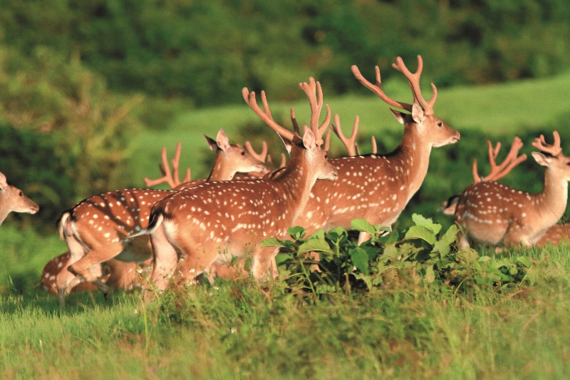 臺灣梅花鹿歷經準備期、放養期與野放期三個階段，終於回歸原野，這樣的故事讓墾丁的解說員講給你聽／吳嘉錕攝