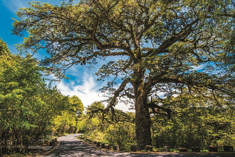 塔塔加的優美環境同時也是許多生物的庇護所／何小綠攝