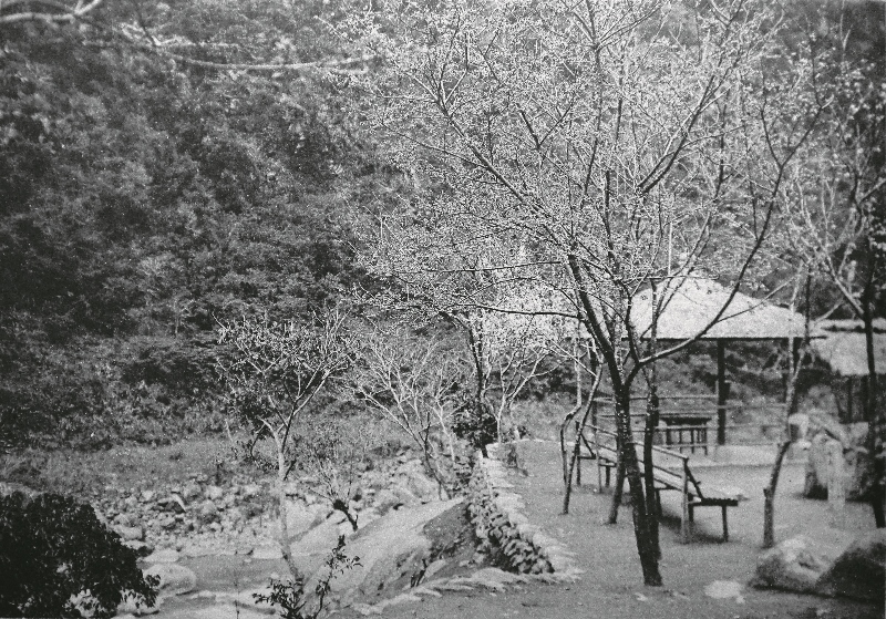 「溪畔賞櫻」為太魯閣峽中勝景