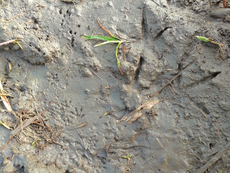 田裡的泥巴留有許多動物活動的痕跡