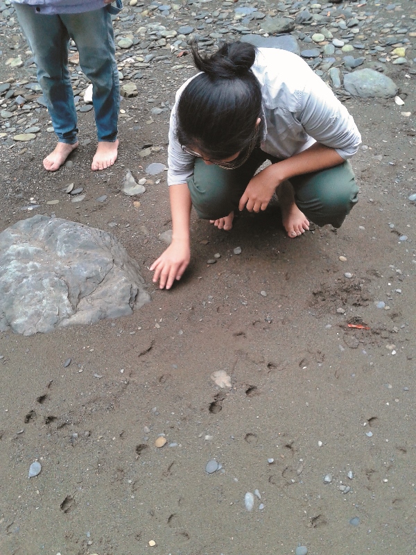 田裡的泥巴留有許多動物活動的痕跡