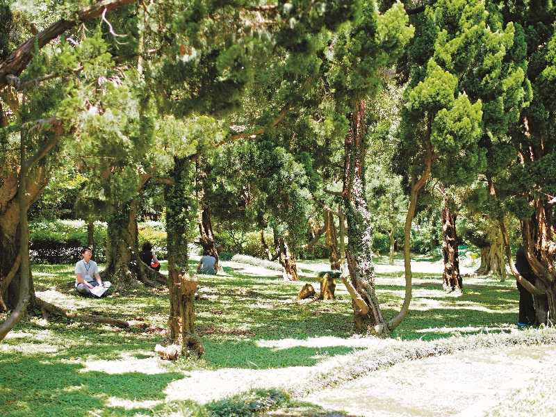 冥想自己成為一棵樹，去經歷一棵樹在大地上生存的一切