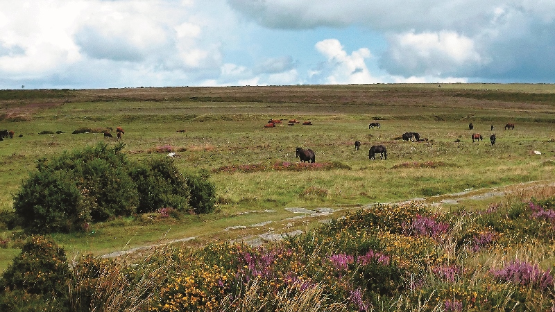 達特穆爾國家公園（Dartmoor National Park）牧馬漫步至高地所看到的景緻